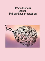 veja a publica&ccedil;&atilde;o
